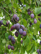 Prunus domestica Sugar Plum Dwarf