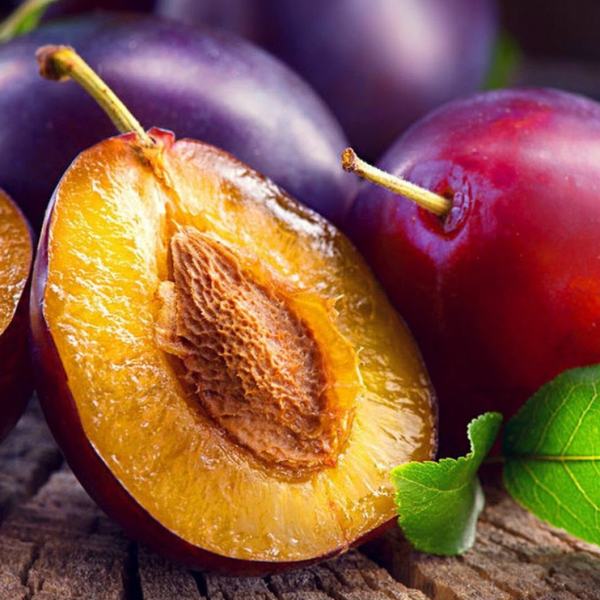 Prunus domestica Sugar Plum Dwarf