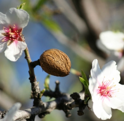 Prunus dulcis Self polinating  (Almond)