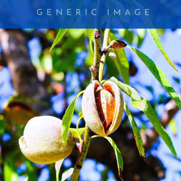 Prunus dulcis All-In-One Zaione Almond
