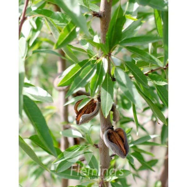 Prunus dulcis 'All-in-One™cv. 'Zaione' Almond