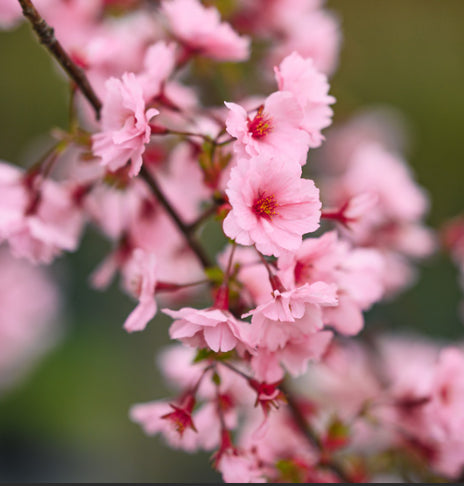 Prunus x incam First Blush Cherry
