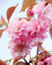 Load image into Gallery viewer, Prunus serrulata &#39;Kanzan&#39; - Ornamental Cherry
