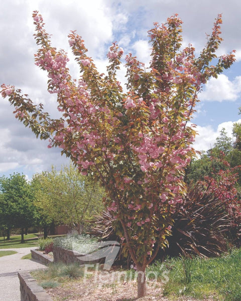 Prunus serrulata 'Kanzan' - Ornamental Cherry