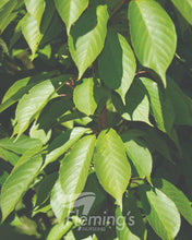 Load image into Gallery viewer, Prunus serrulata &#39;Kanzan&#39; - Ornamental Cherry
