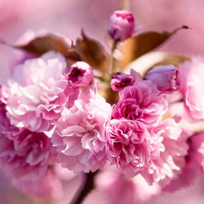 Prunus serrulata Kanzan Ornamental Cherry
