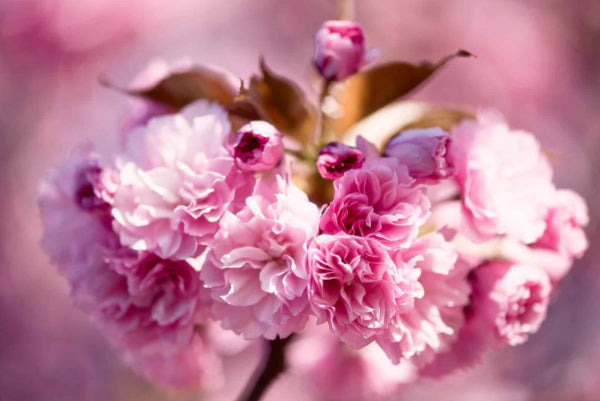 Prunus serrulata 'Kanzan' - Ornamental Cherry