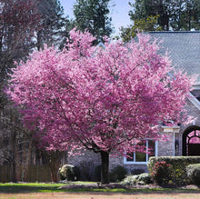 Load image into Gallery viewer, Prunus serrulata &#39;Kanzan&#39; - Ornamental Cherry
