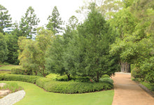 Load image into Gallery viewer, Prumnopitys ladei Mount Spurgeon Black Pine
