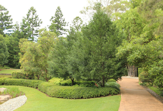 Prumnopitys ladei Mount Spurgeon Black Pine