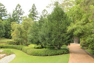 Prumnopitys ladei Mount Spurgeon Black Pine