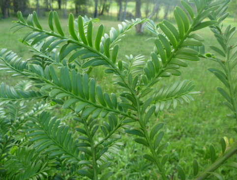 Prumnopitys ladei Mount Spurgeon Black Pine