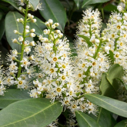 Prunus laurocerasus Cherry Laurel