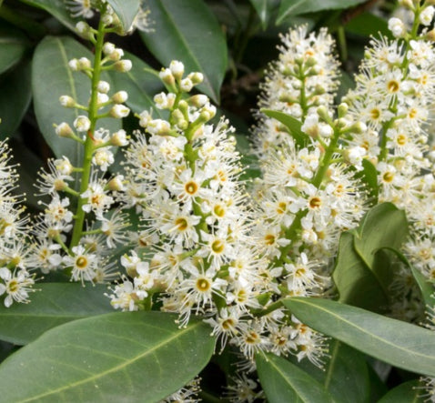 Cherry Laurel