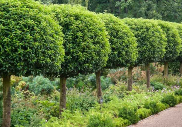 Prunus lusitanica Portuguese Laurel