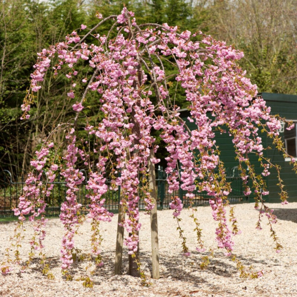 Weeping Apricot 'Prunus mume pendula'