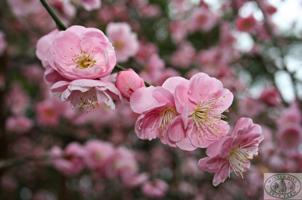 Weeping Apricot 'Prunus mume pendula'