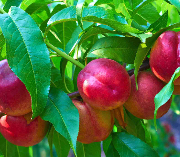 'Fantasia' Nectarine - Prunus persica var. nucipersica