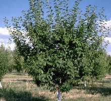 Load image into Gallery viewer, Prunus persica var. nucipersica Goldmine (Nectarine)

