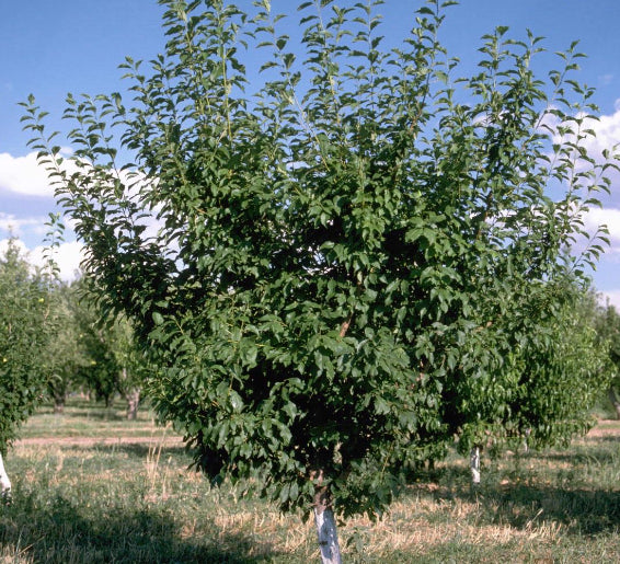 Prunus persica var. nucipersica Goldmine (Nectarine)