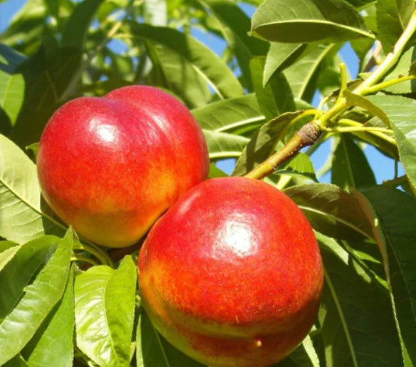 Prunus persica Goldmine Nectarine