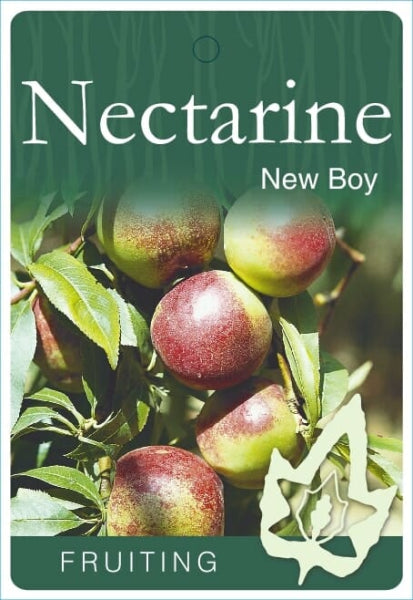 Prunus persica var. nucipersica New Boy (Nectarine)