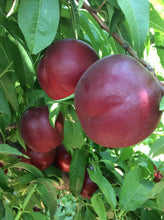 Load image into Gallery viewer, Prunus persica var. nucipersica New Boy (Nectarine)
