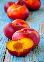 Load image into Gallery viewer, Prunus persica var. nucipersica  {Nectarine - Tango Os Dwarf}
