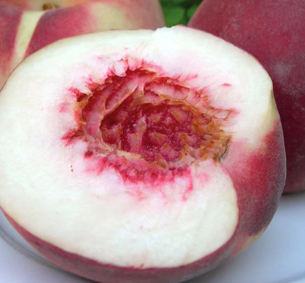 Prunus persica Anzac Peach