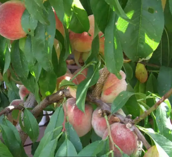 Prunus persica Anzac Peach