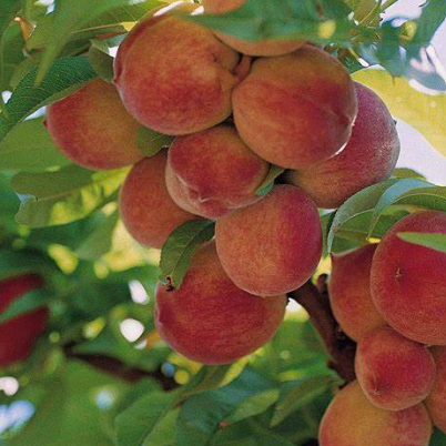 Prunus persica Anzac Dwarf Peach