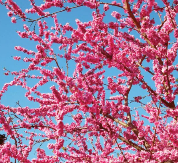 Prunus persica Crimson Cascade