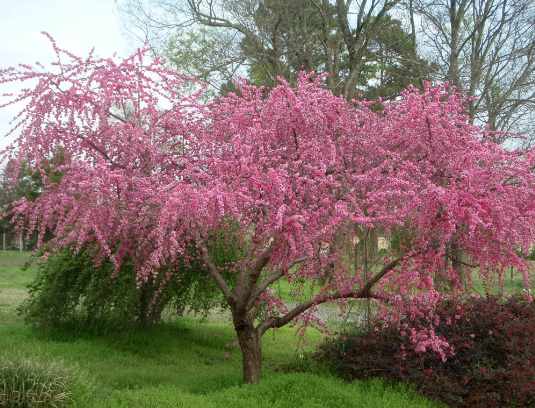 Prunus persica Crimson Cascade