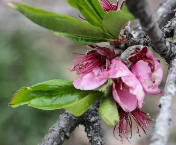 Prunus persica Double Jewel  (Peach)