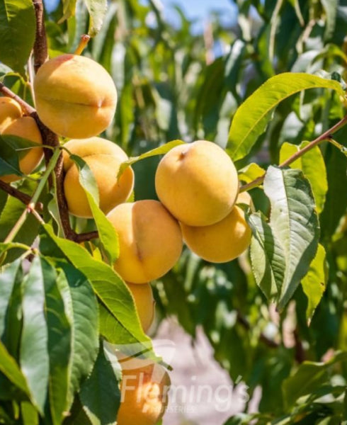 Prunus persica Golden Queen Dwarf Peach