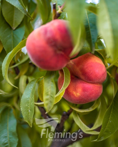 Prunus persica Okee Dokee rtm Orcino  (Peach)