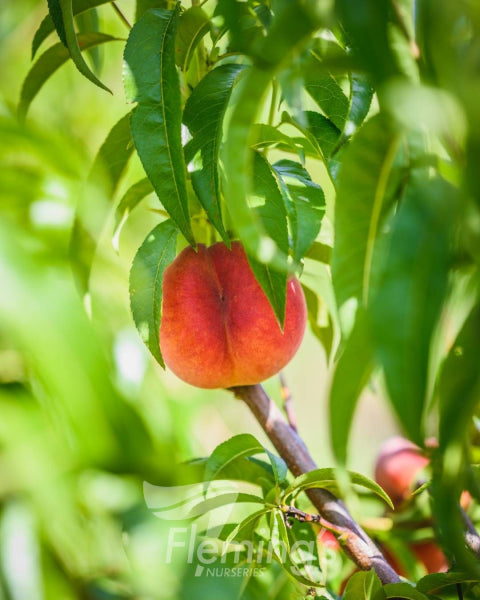 Prunus persica Okee Dokee rtm Orcino  (Peach)