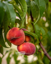 Load image into Gallery viewer, Prunus persica Okee Dokee rtm Orcino  (Peach)
