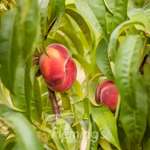 Prunus persica Orcino Okee Dokee® Peach