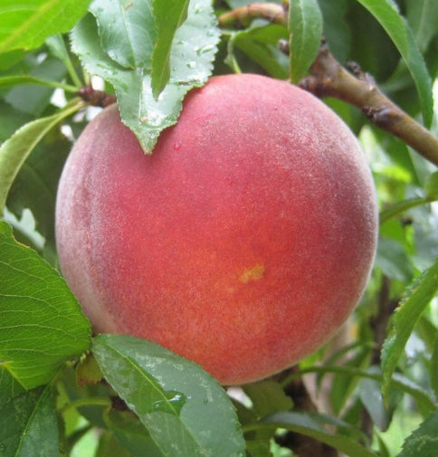 {Peach - Red Noonan Dwarf}  Prunus persica