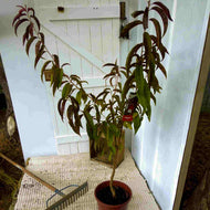 {Peach - Ruby Sensation}  Prunus persica