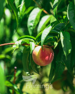 Prunus persica Tasty Zee  (Peach)