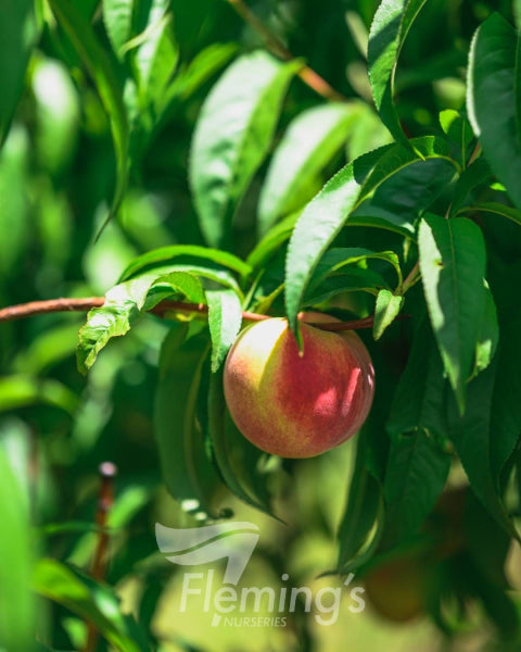 Prunus persica Tasty Zee  (Peach)