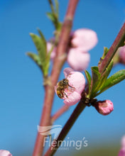 Load image into Gallery viewer, Prunus persica Tasty Zee  (Peach)
