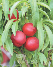 Load image into Gallery viewer, Trixzie® &#39;Nectazee&#39; Nectarine - Prunus persica
