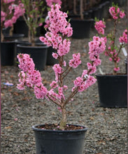 Load image into Gallery viewer, Prunus persica Trixzie rtm Pixzee (Peach) / Nectazee (Nectarine)
