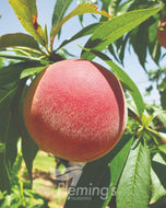 Prunus persica Tropic Beauty  (Peach)