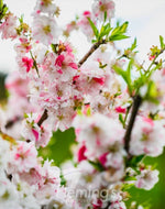 Prunus persica Versicolour Dwarf Flowering Peach