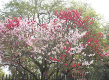 Load image into Gallery viewer, Prunus persica Versicolour Dwarf Flowering Peach
