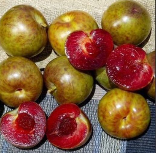 Prunus salicina Flavor Supreme (Plum/Apricot)